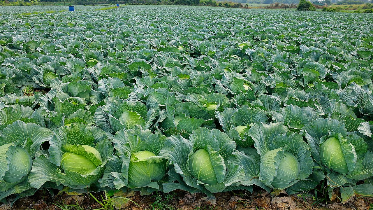 Freshly harvested cabbage